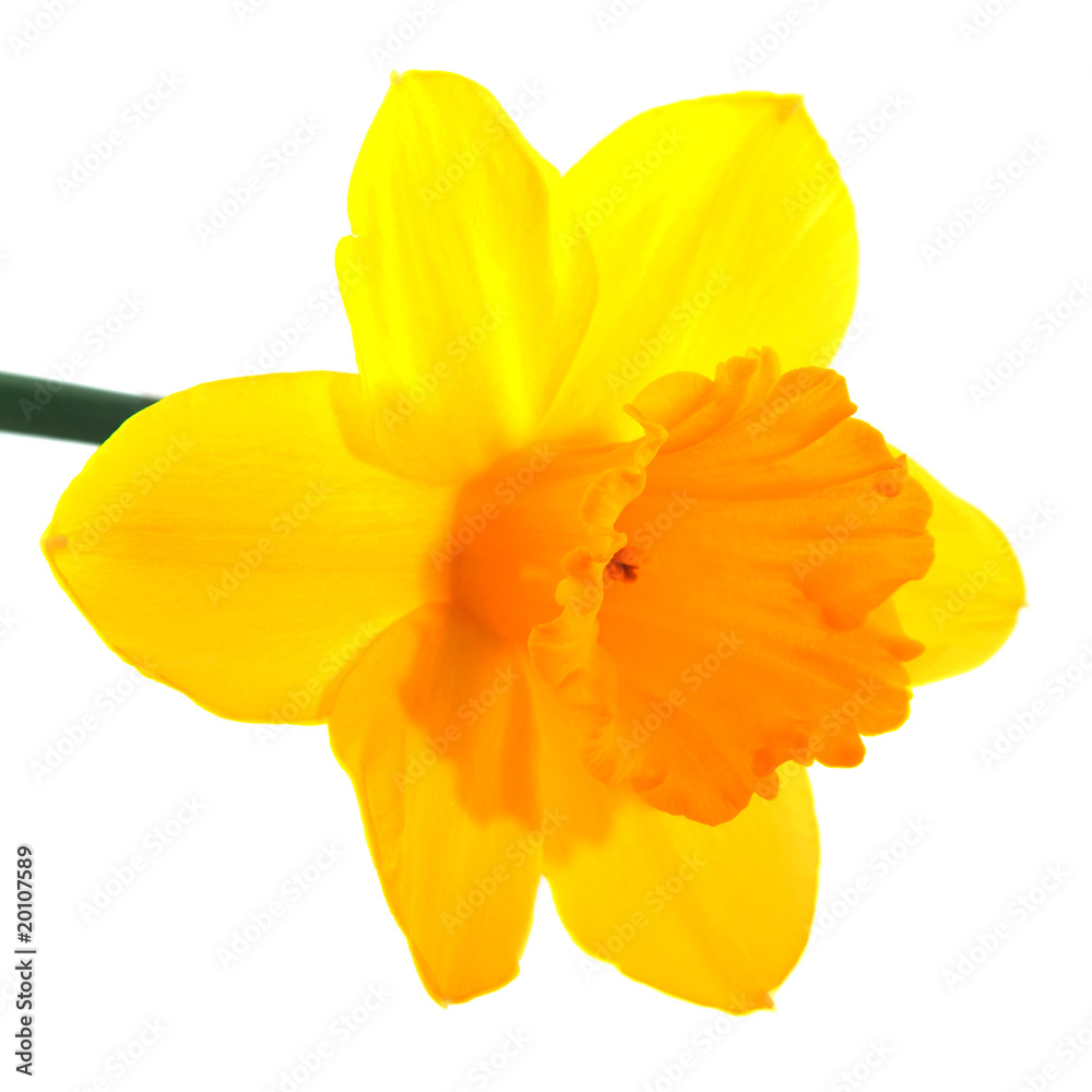 Fototapeta premium Yellow daffodil