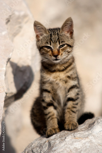 Chaton europ  en - petit chat malade