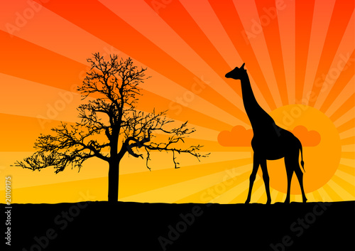 giraffe