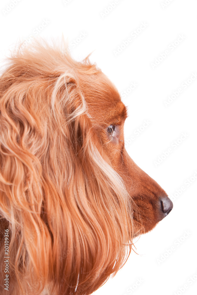 Naklejka premium Baby Cocker Spaniel
