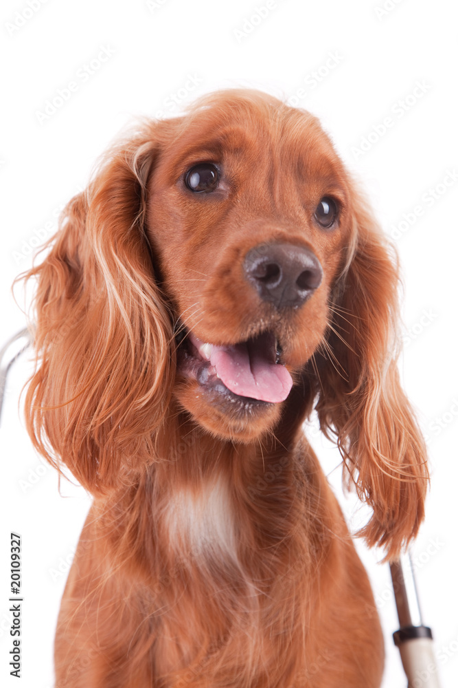 Baby Cocker Spaniel