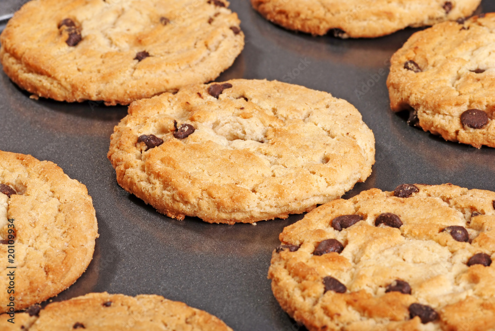 closeup chocolate chip cookies on baking sheet closeup chocolate chip cookies on baking sheet