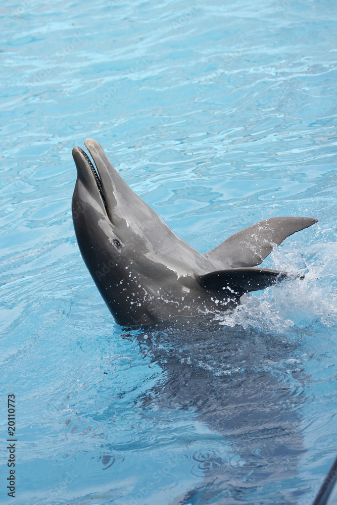 spectacle de dauphins en république dominicaine