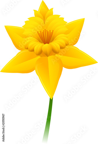Daffodil