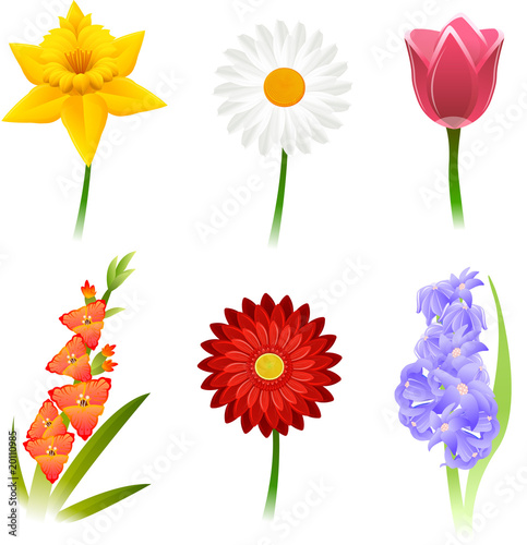 Spring Flowers