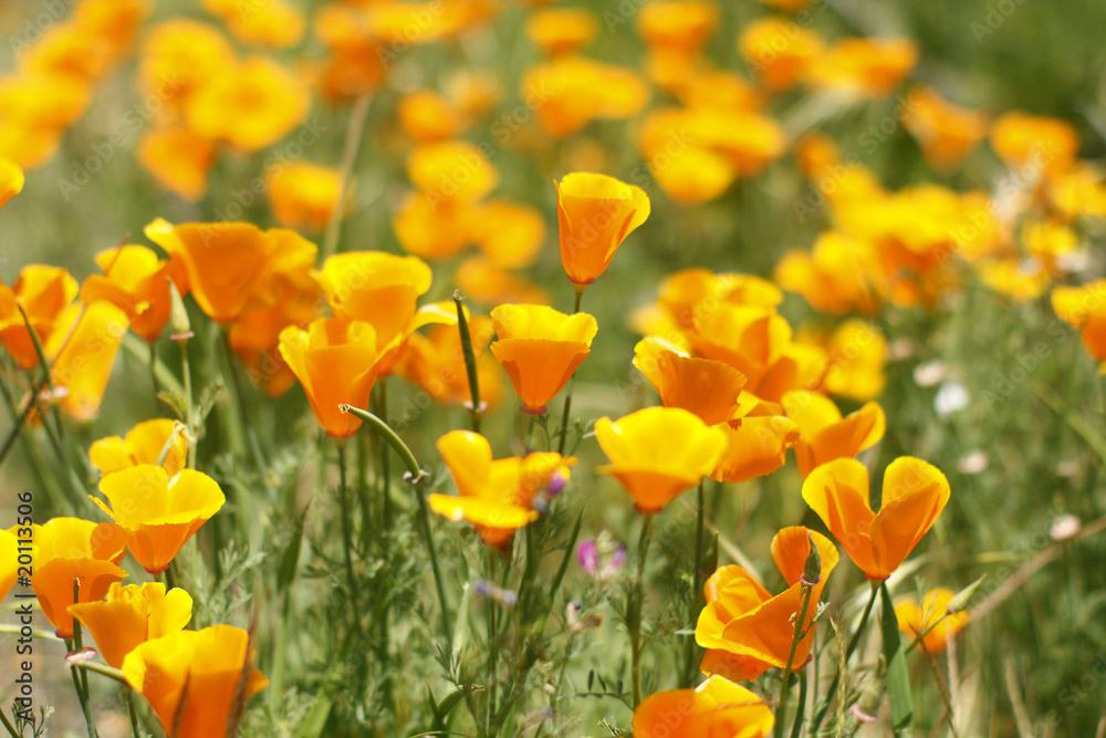 Fototapeta premium A field of golden poppies.