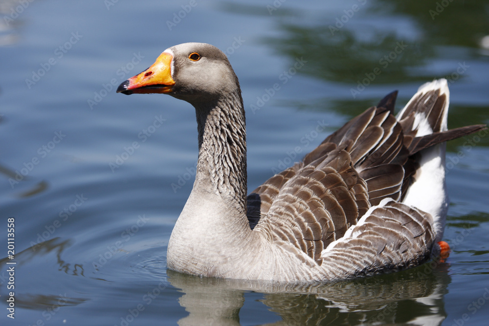 Goose floating on by Goose floating on by