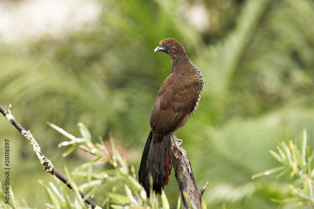 Obraz premium Aracuã - Hühnervogel