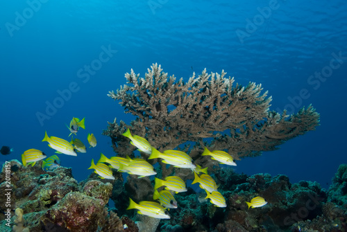 Blue striped snapper (Lutjanus kasmira) photo