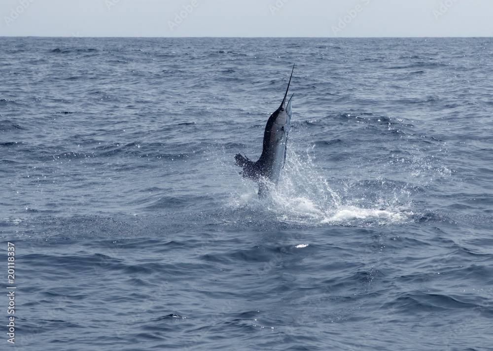Naklejka premium Sailfish saltwater sport fishing jumping