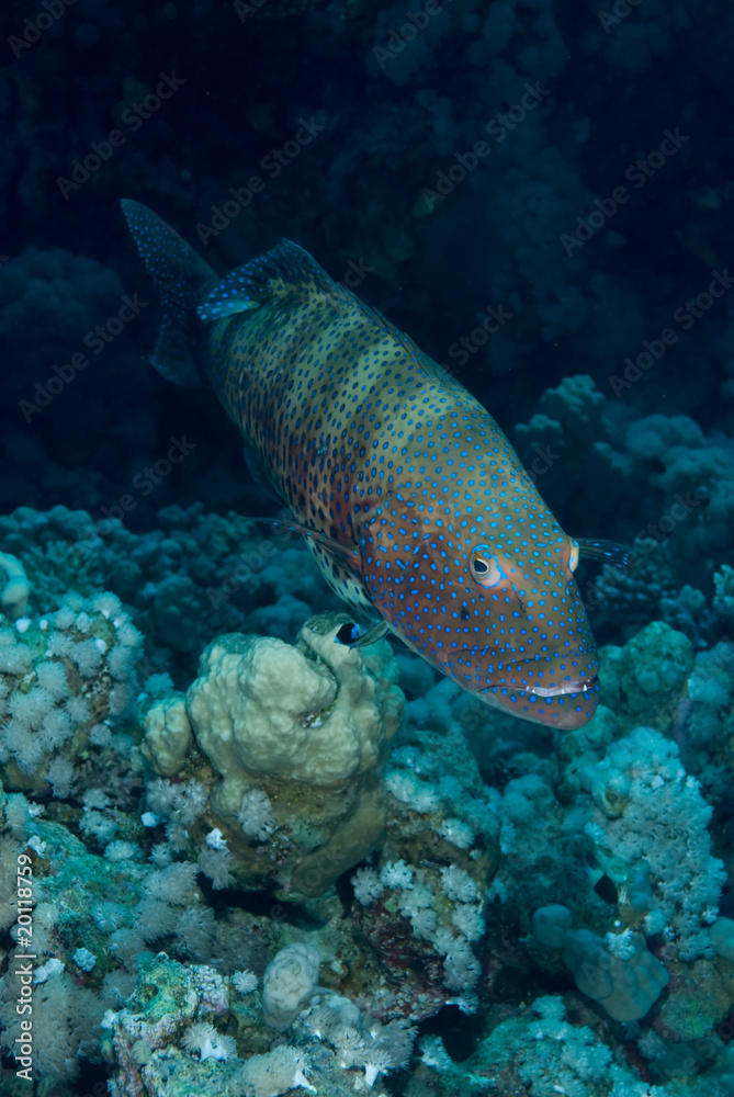 Fototapeta premium Red Sea coral grouper (Plectropomus pessuliferus)