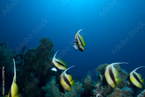 Red sea bannerfish (heniochus intermedius)