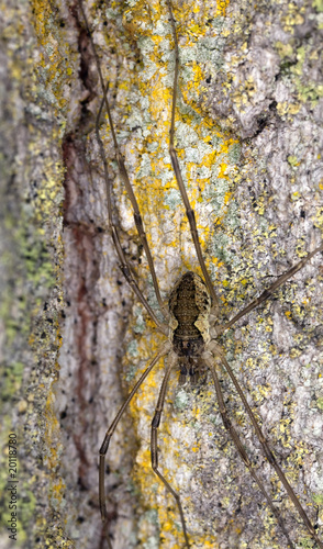 Spider sitting on tree well camouflaged. Macro photo.