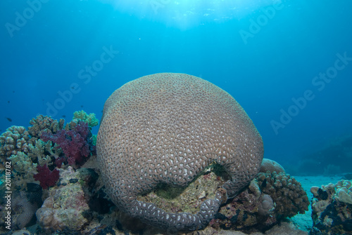 Brain coral (platygyra daedalea)