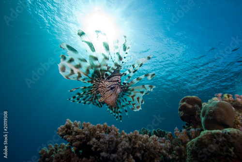 Common lionfish (Pterois miles)