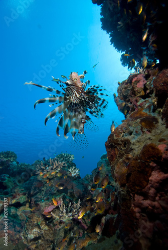 Fototapeta Naklejka Na Ścianę i Meble -  Common lionfish (Pterois miles)