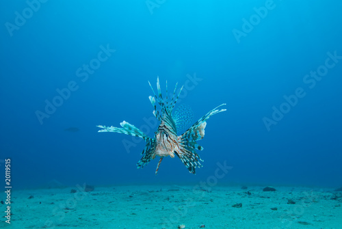 Common lionfish (Pterois miles)