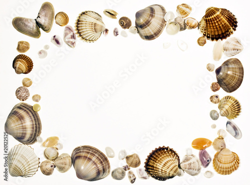Frame with seashells isolated on white