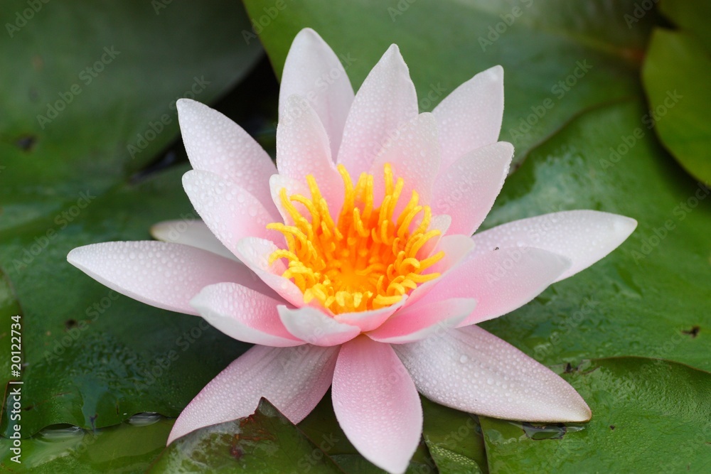 Seerose Seerose