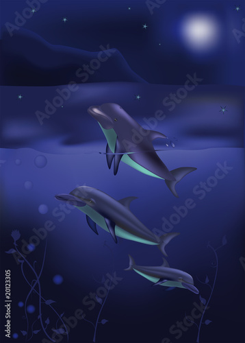 dolphins and northern sea