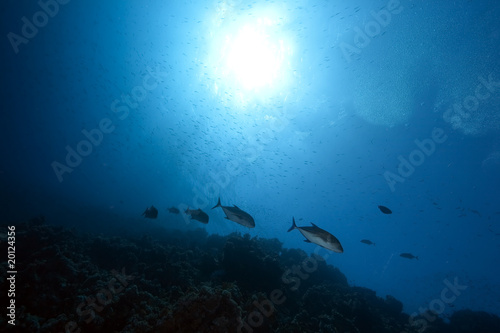 bluefin trevally and ocean