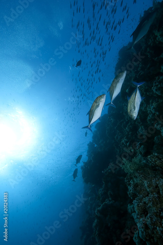 bluefin trevally and ocean