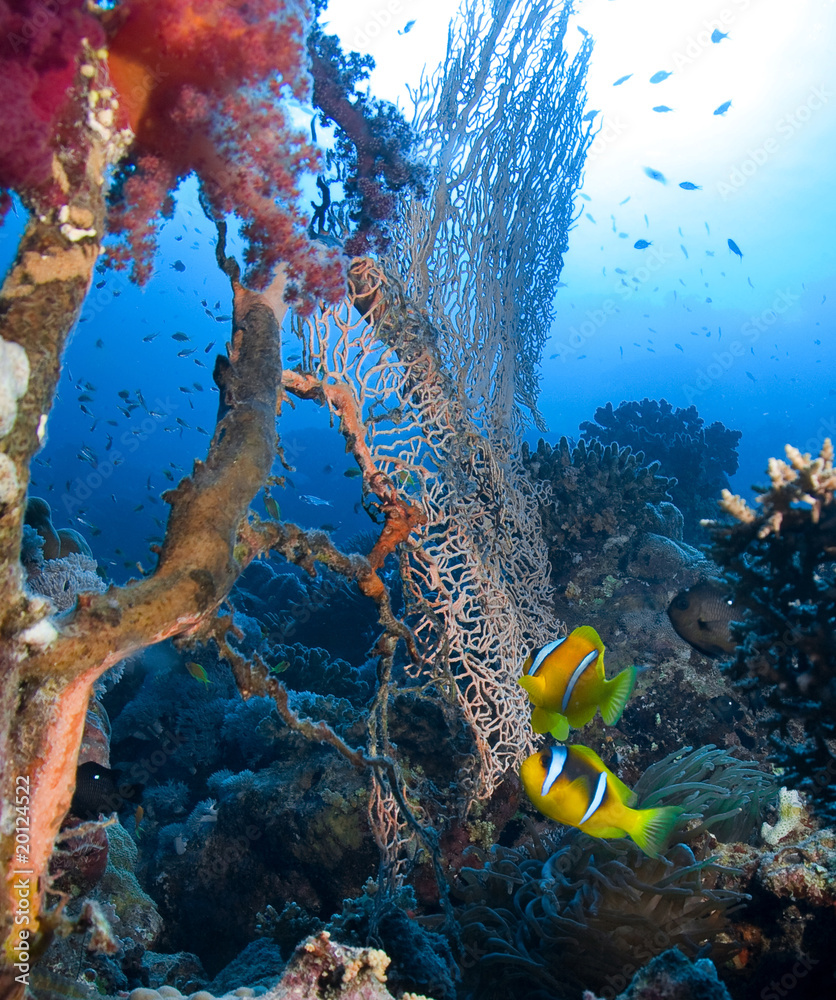 Fototapeta premium Anemonefish,anemone and sea