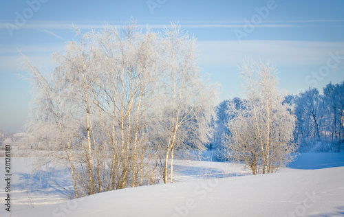 Winter snow and trees. Frosty day in winter.