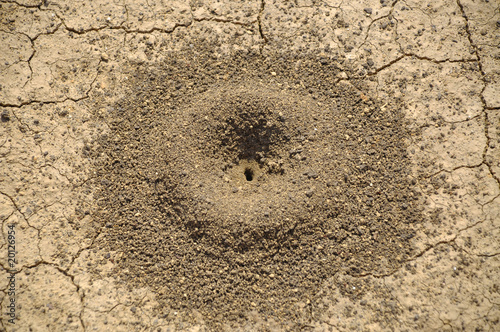 anthill