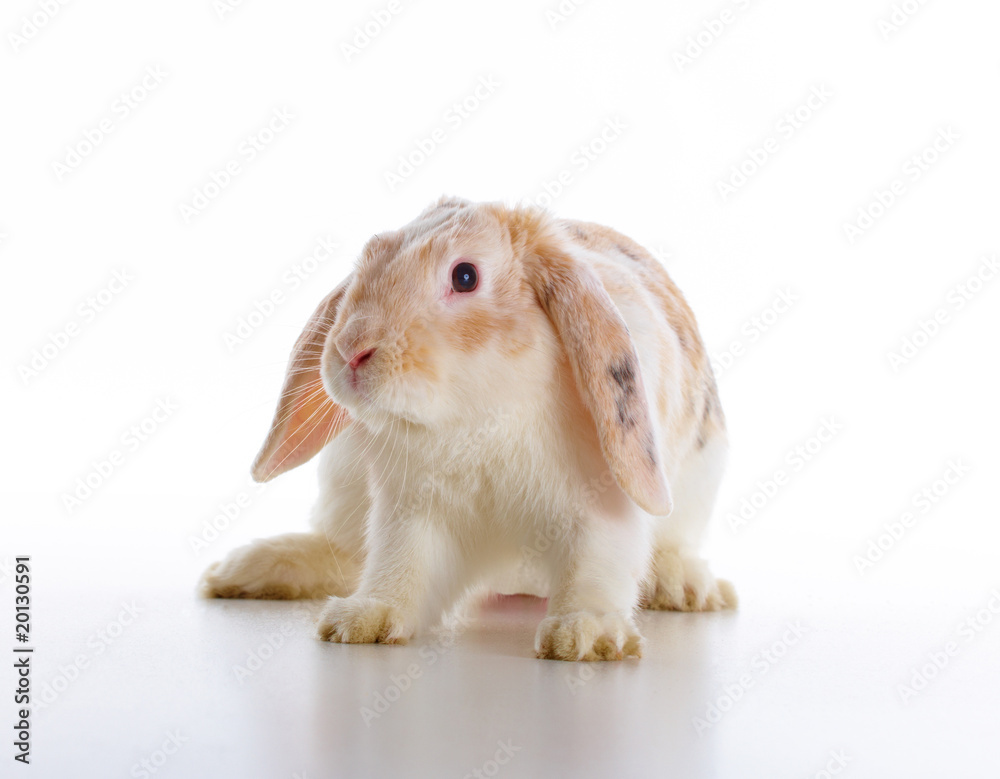 Obraz Cute rabbit over white background