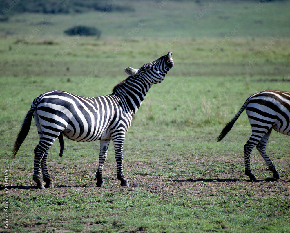 Naklejka premium Zebra_114858