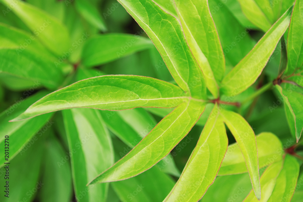 Background from green leaves Background from green leaves