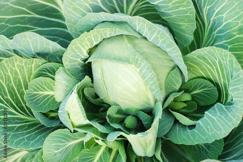 Fototapeta premium Cabbage