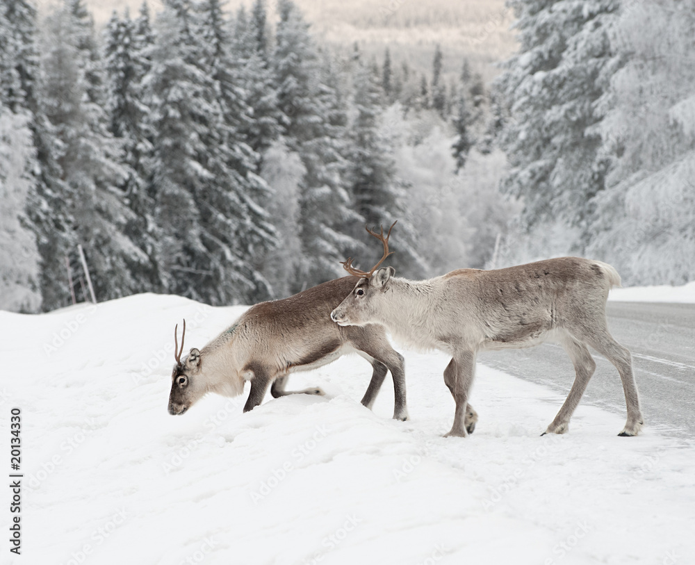 reindeer reindeer