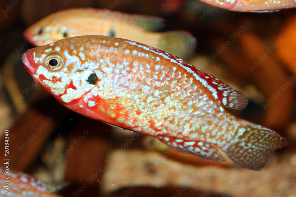 Hemichromis lifalili StockFoto Adobe Stock
