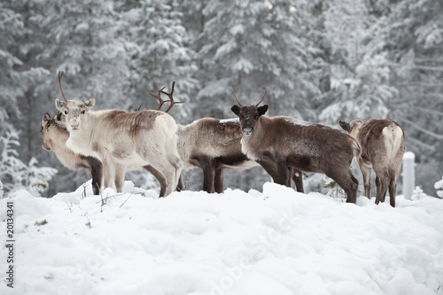 reindeer