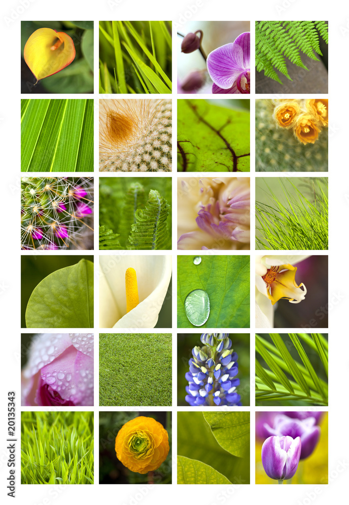 Plakat Jardin, fleurs, plantes et nature