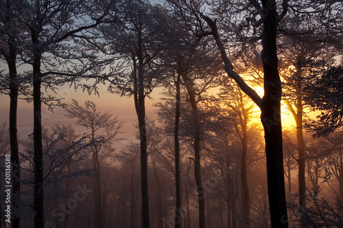 Winter sunrise behind trees