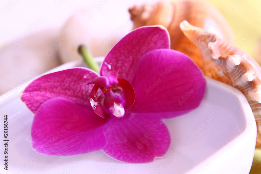 wellness,orchidee wellness,orchidee