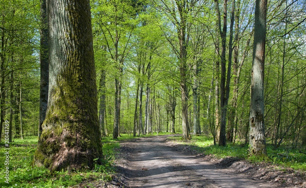Fototapeta premium Deciduous stand of Bialowieza Forest at sunnny springtime day