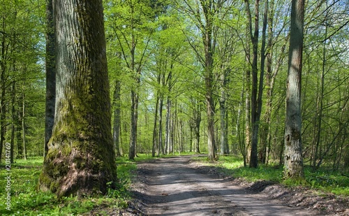 Deciduous stand of Bialowieza Forest at sunnny springtime day