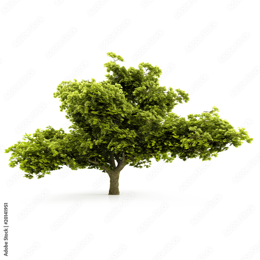 Tree isolated on a white background Tree isolated on a white background