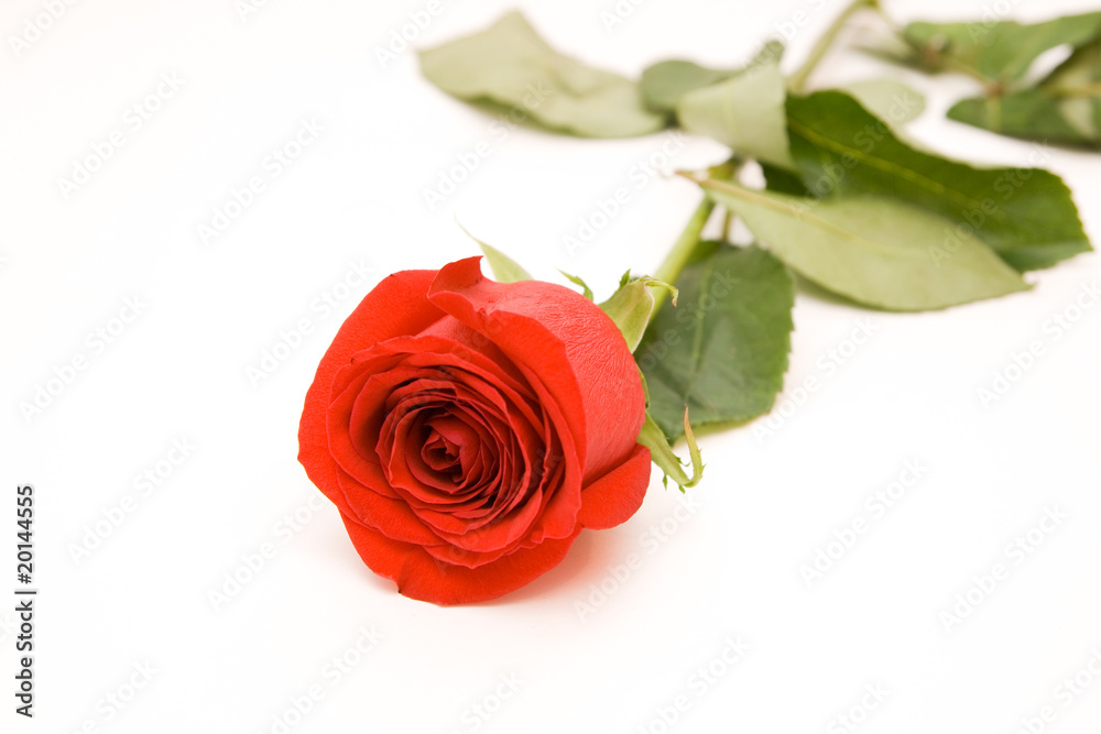 rose rose