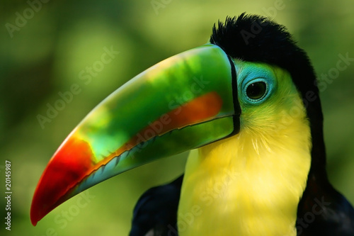 Portrait of a Toucan and its colorful beak