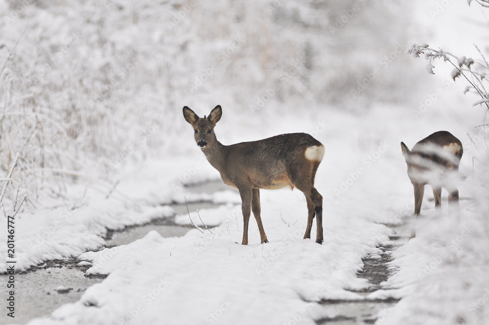 Rehe im Winter Rehe im Winter
