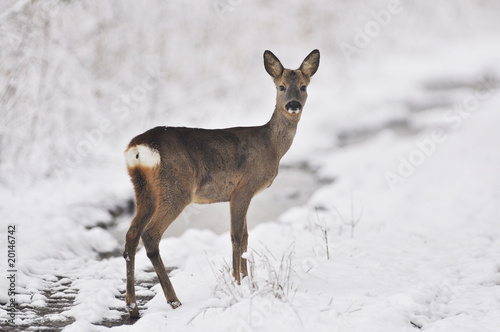 Rehe im Winter