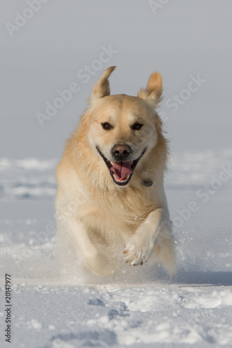 Golden Retriever im Schnee