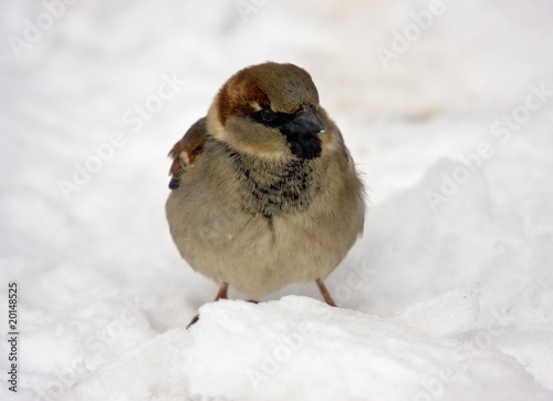Sparrow on snow