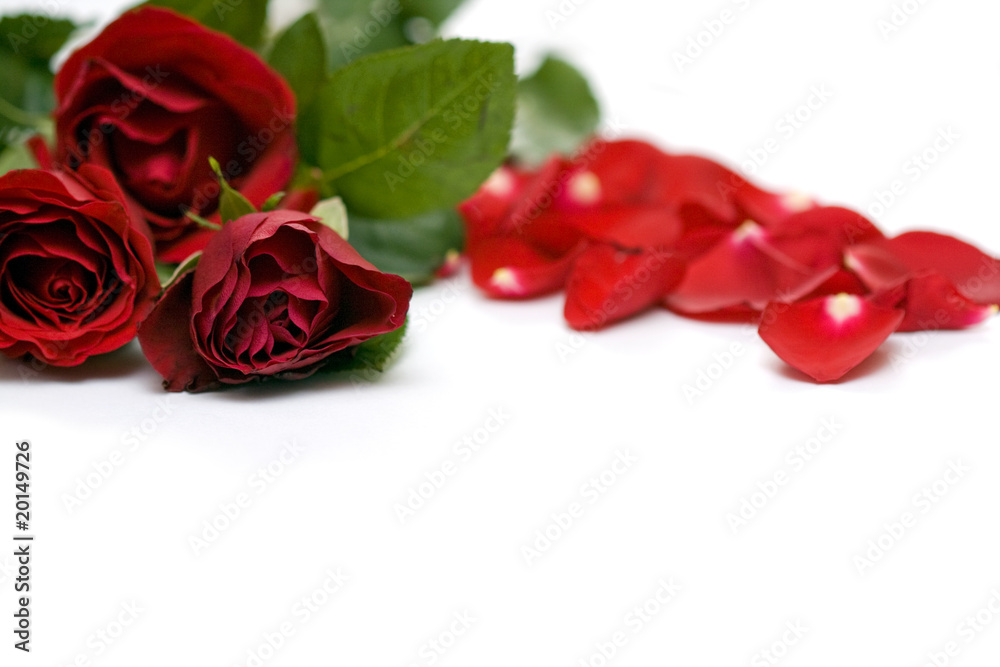 Red roses isolated on white Red roses isolated on white