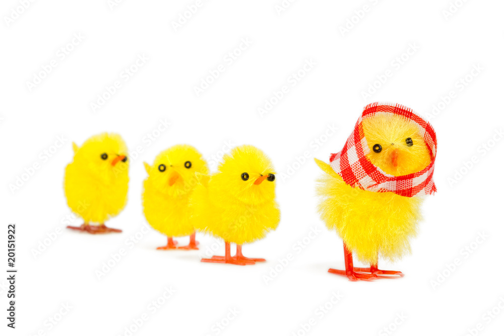 mommy chick and three babies following